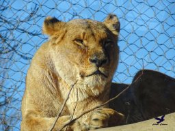 Tiergarten Schönbrunn am 27.01.2026